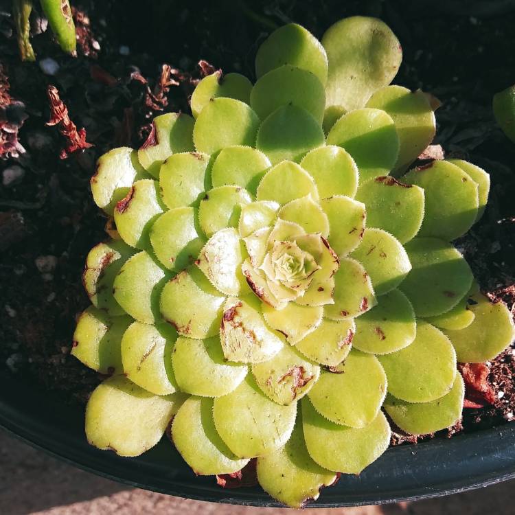 Plant image Aeonium Tabuliforme