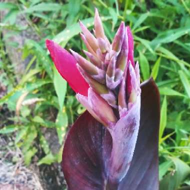 Canna 'Australia' syn. Canna x generalis 'Australia'