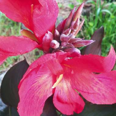 Canna 'Australia' syn. Canna x generalis 'Australia'