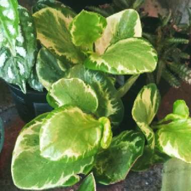 Peperomia obtusifolia 'Variegata'