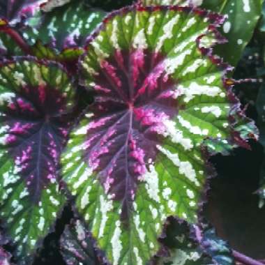 Begonia