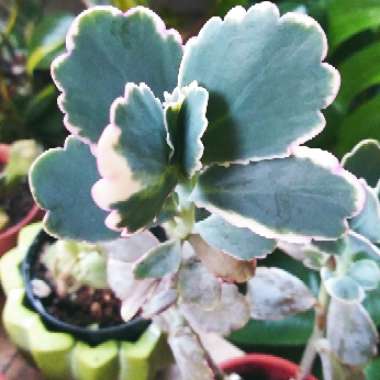 Kalanchoe fedtschenkoi 'Variegata'