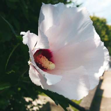 Hibiscus syriacus