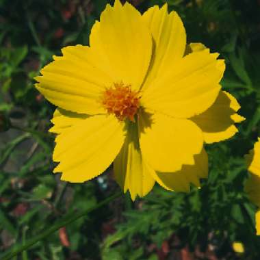 Cosmos Sulphureus 'Bright Lights' (Mixed)