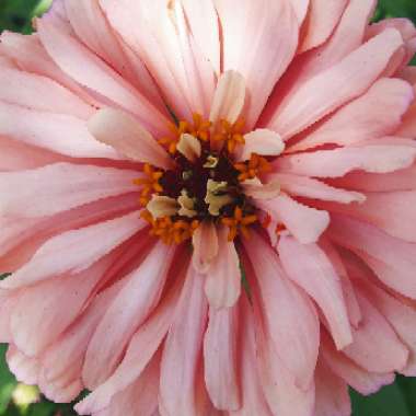 Zinnia elegans