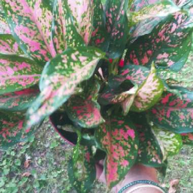 Aglaonema 'Pink Dalmatian ; syn. Aglaonema  commutatum 'Pink Dalmatian'