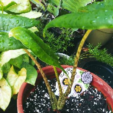 Alocasia zebrina 'Reticulata'