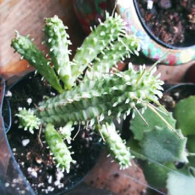 Euphorbia mammillaris 'Variegata'