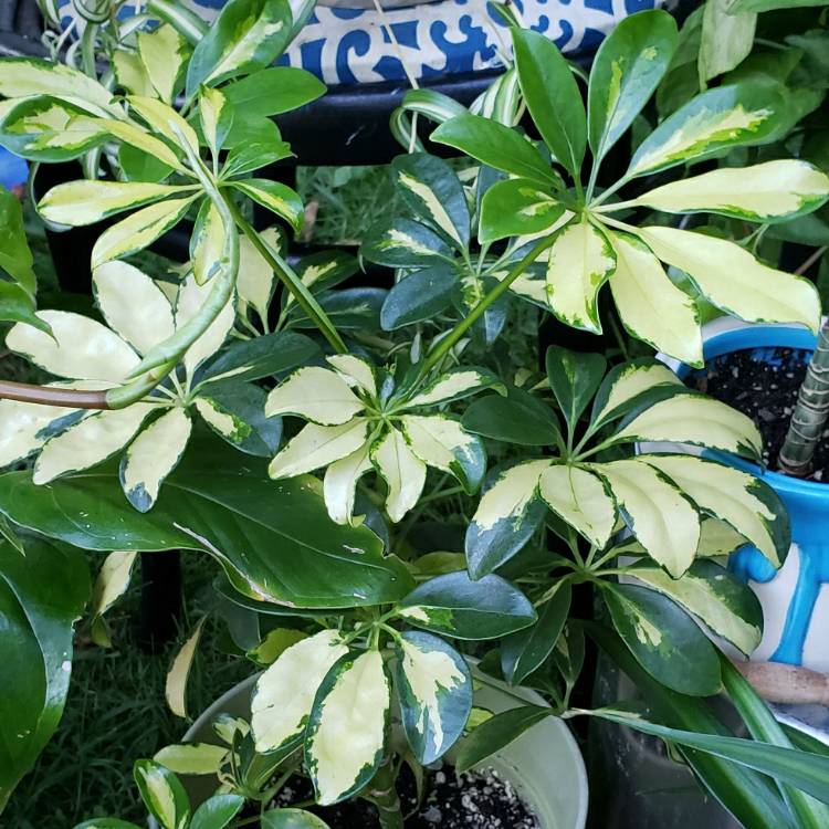 Plant image Schefflera Arboricola 'Jacqueline'