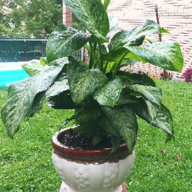 Dieffenbachia