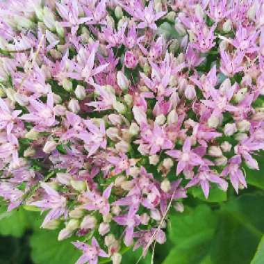 Sedum ‘Autumn Charm'