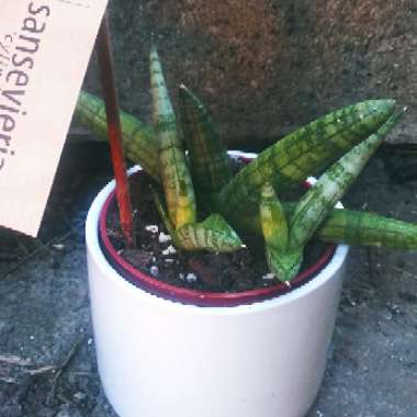 Sansevieria cylindrica 'Boncel'