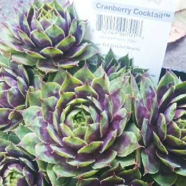 Sempervivum Cranberry Cocktail