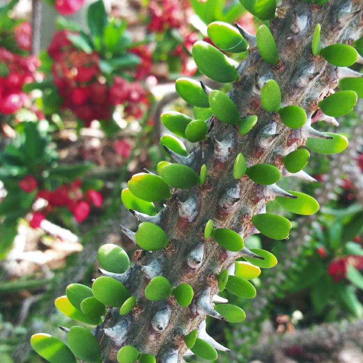 Plant image Fouquieria Splendens