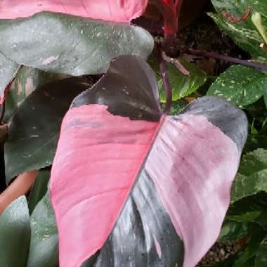 Philodendron 'Pink Princess' syn. Philodendron erubescens 'Pink Princess'