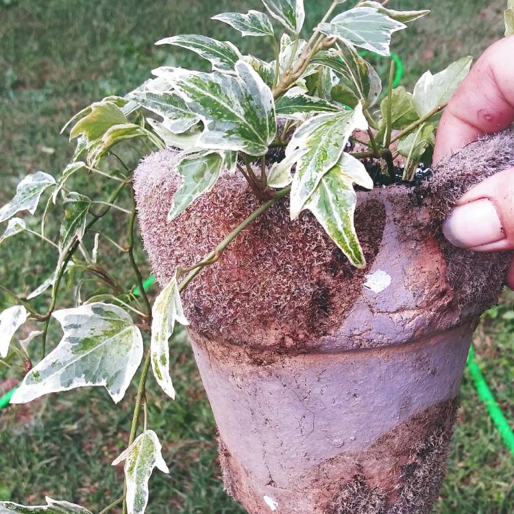 Plant image Hedera helix 'Adam'