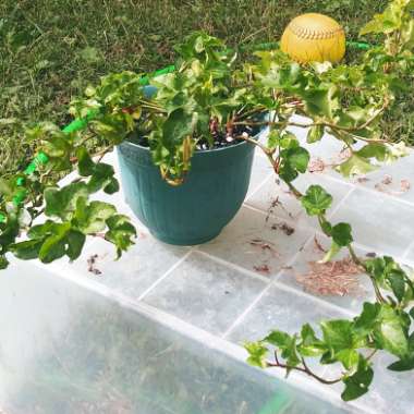 Hedera helix 'Curly Locks'