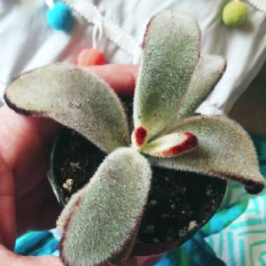 Kalanchoe tomentosa 'Black Tie'