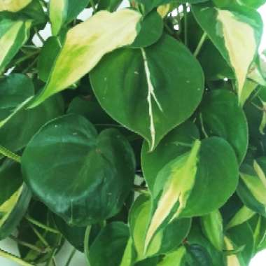 Philodendron hederaceum var. oxycardium 'Brasil' syn. Philodendron hederaceum 'Brasil', Philodendron 'Brasil', Philodendron scandens 'Brasil'