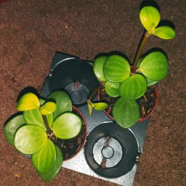 Peperomia deppeana x quadrifolia 'Hope' syn. Peperomia Tetraphylla 'Hope'