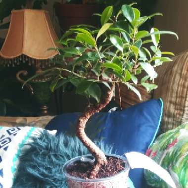 Ficus benjamina