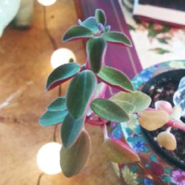 Peperomia