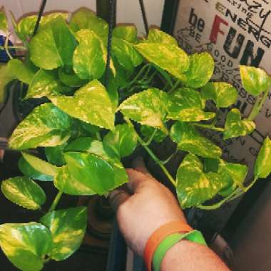 Epipremnum aureum  syn. Epipremnum pinnatum 'Aureum', Scindapsus aureus, Pothos aureus, Rhaphidophora aurea