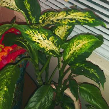 Dieffenbachia