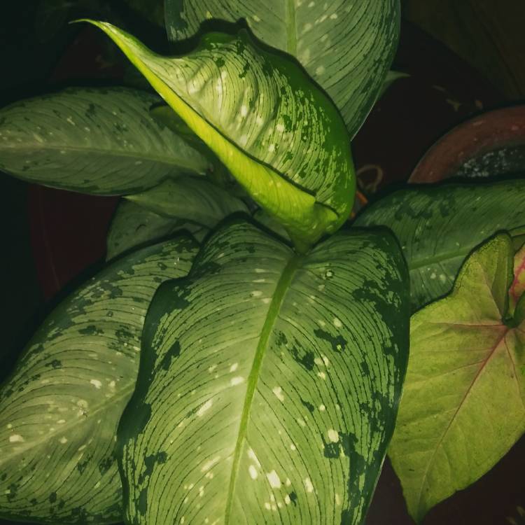 Plant image Dieffenbachia Maculata 'Tropical Tiki'