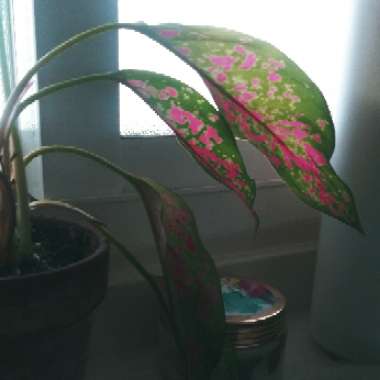 Aglaonema 'Pink Dalmatian ; syn. Aglaonema  commutatum 'Pink Dalmatian'