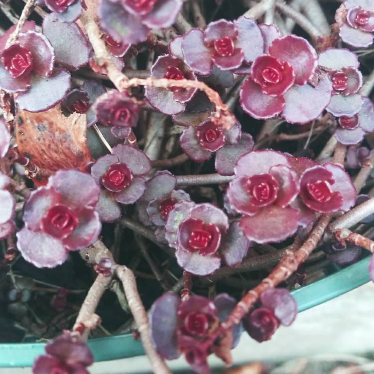 Plant image Sedum Spurium 'Solarity'