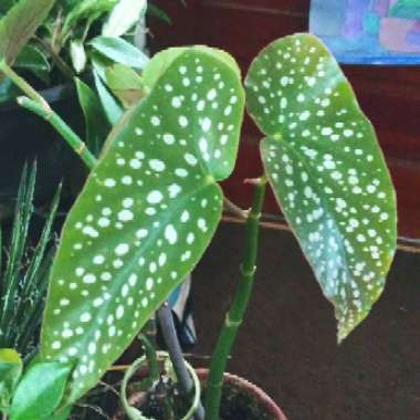 Begonia coccinea