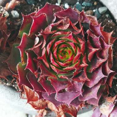 Sempervivum Gold Nugget