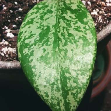 Hoya Pubicalyx