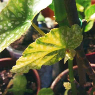 Begonia coccinea