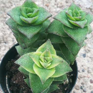 Crassula Perforata Variegata