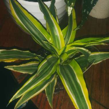 Dracaena deremensis 'Warneckii'