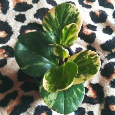 Peperomia obtusifolia 'Variegata'