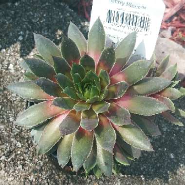 Sempervivum Berry Blues