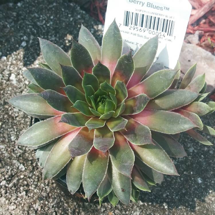 Plant image Sempervivum Berry Blues