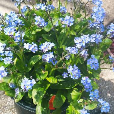 Myosotis arvensis