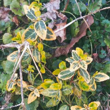 Euonymus fortunei 'Emerald 'n' Gold'