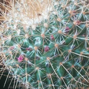 Mammillaria backebergiana