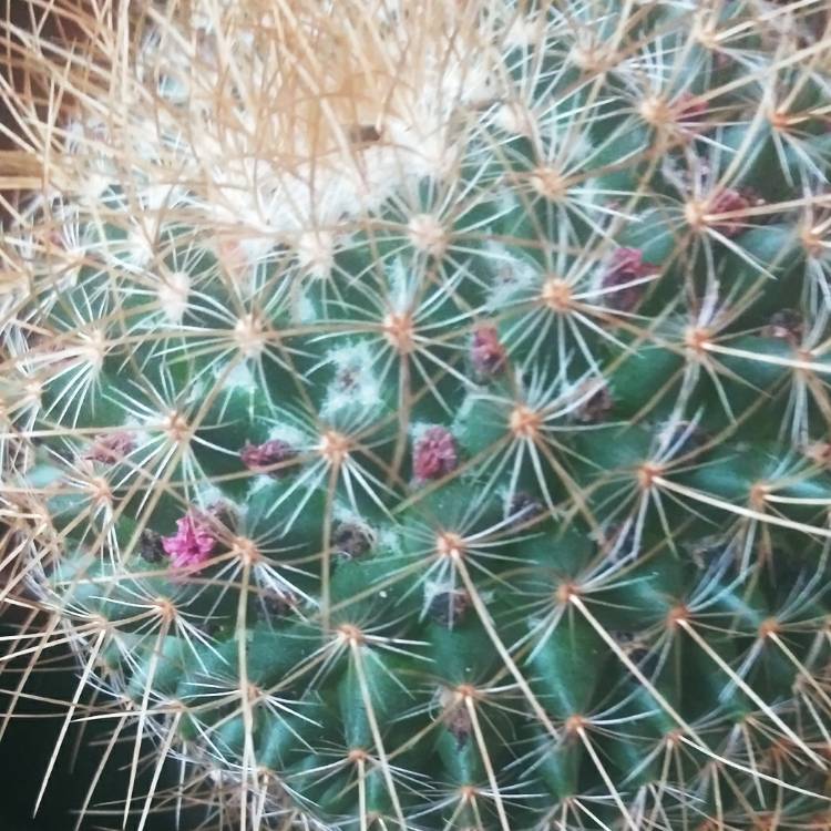 Plant image Mammillaria backebergiana