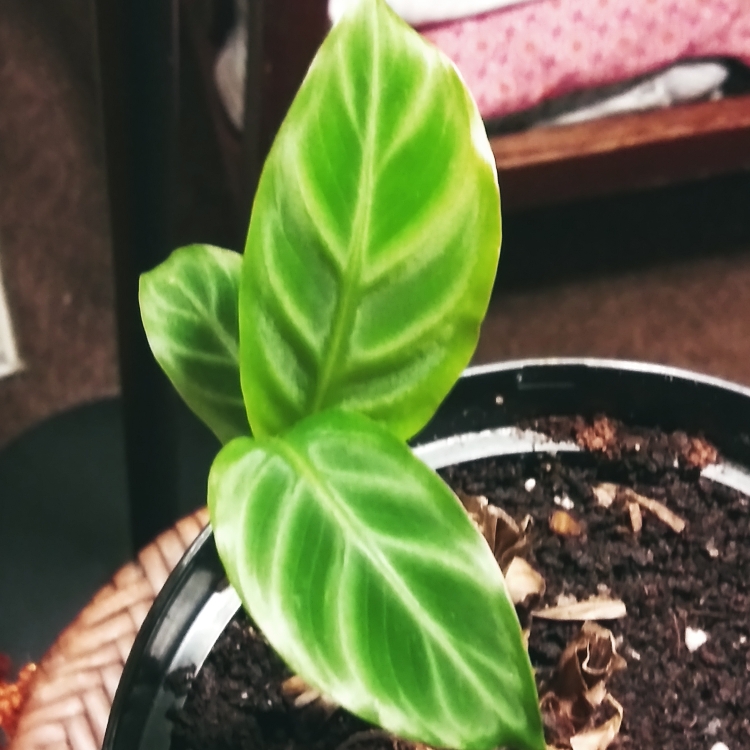 Plant image Goeppertia zebrina syn. Calathea zebrina