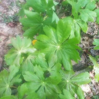 Podophyllum peltatum