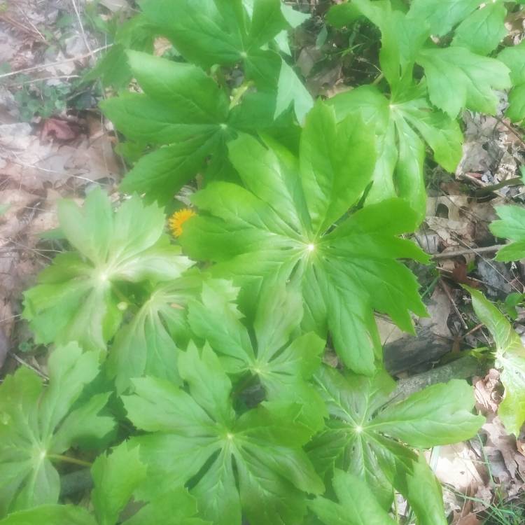 Plant image Podophyllum peltatum