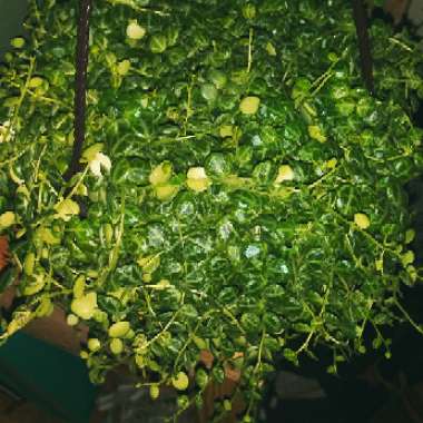 Peperomia prostrata