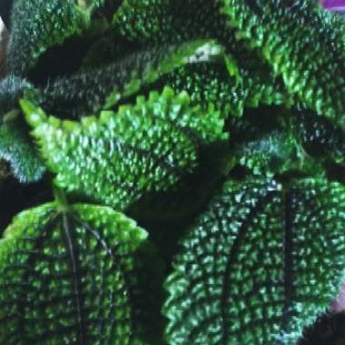 Pilea mollis 'Moon Valley'