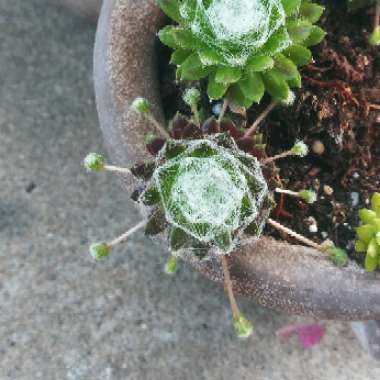 Sempervivum Arachnoideum Cobweb